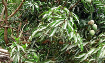 Imagem 4: Oportunidade Chácara 6.000M² Zona Leste Próximo ao Empreendimento Set Parque !