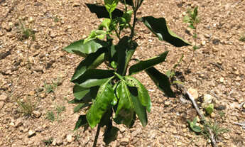 Imagem 4: 1.000 metros financiamento próprio sem juros em jaboticatubas