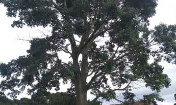 Imagem 2: Sítio com 4 Alqueires de Terras Férteis e Rico em Água, Sul de Minas, Delfim Moreira/MG