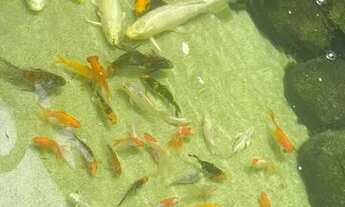 Imagem 6: Casa para aluguel tem 400 metros quadrados com 5 quartos em Piatã - Salvador - BA