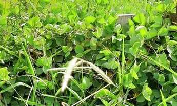 Imagem 3: Terreno - Centro - Monte Mor