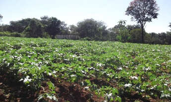 Imagem 7: Fazendinha de 40.000m² Baldim (Temos mais opções