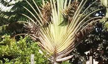 Imagem 6: VENDO OU TROCO Chácara com venda por R$180.000