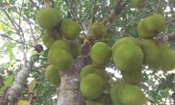 Imagem 4: Sítio as margens da barragem de duas unas