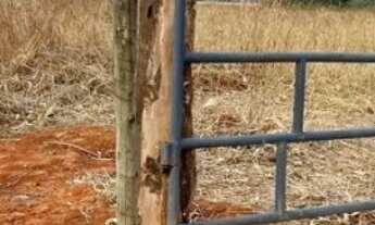 Imagem 6: Chácara de 67 litros - Município de Cezarina