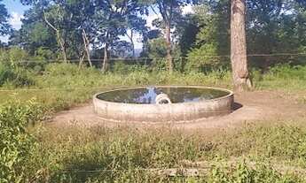 Imagem 7: 313 alqueires em caiapónia