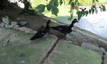 Imagem 5: Casa com 5 dormitórios à venda, 2695 m² por R$ 6.900.000,00 - Granja Viana - Cotia/SP