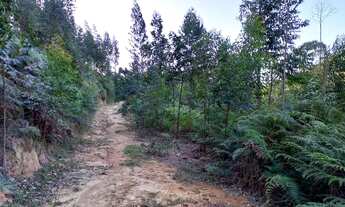 Imagem 2: Terreno em Anitápolis - 3hectares