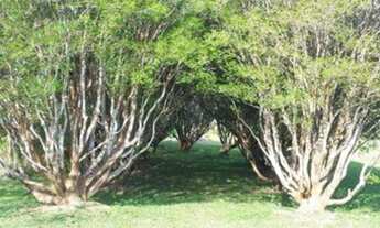 Imagem 2: Rural - Mogi das Cruzes