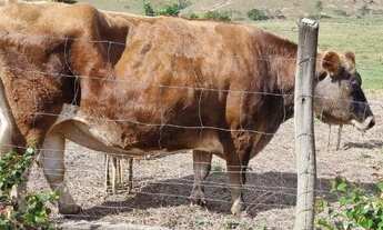 Imagem 5: Fazenda/Sítio/Chácara para venda tem 168000 metros quadrados com 4 quartos