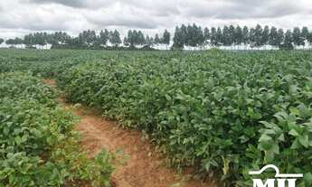 Imagem 3: Fazenda Sudoeste Goiano. (Irrigada e Sequeiro). > 620 Alq. (3.000 Há)
