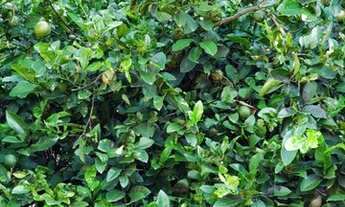 Imagem 2: VENDO TROCO CHACARA 1300m REGIAO SOROCABA ( LR1002