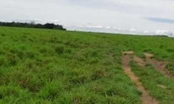 Imagem 7: Fazenda 205 Alq. (902 Há). Tabocão-TO. (Já foi Lavoura