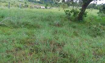 Imagem 4: Fazenda município de Crixás 128 alqueires!!