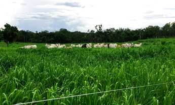Imagem 6: Fazenda/Sítio 12,5 Alqueires a 98 km de (taquaruçu) Palmas-TO