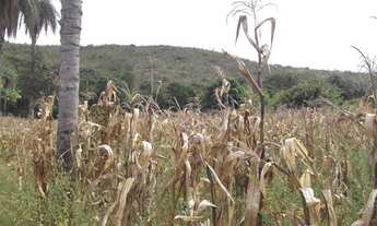 Imagem 5: Chácaras 1.000m² as margens do rio Cipó, com água e luz (Temos varias opções)