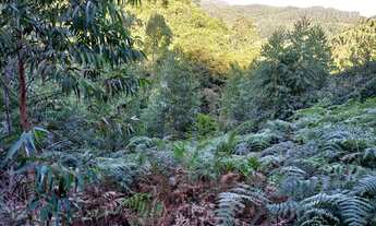 Imagem 5: Terreno em Anitápolis - 3hectares