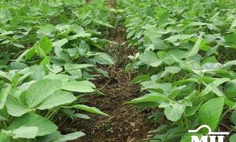Imagem: Fazenda Sudoeste Goiano. (Irrigada e Sequeiro)