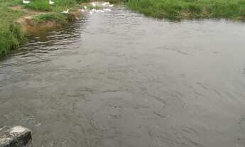 Imagem 5: FAZENDA COM 252 HECTARE NA REGIÃO AGROVILA