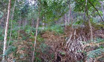 Imagem 3: Terreno em Anitápolis - 3hectares