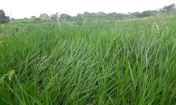 Imagem 5: Excelente Fazenda com 95 hectares na região de vera cruz