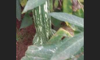 Imagem 4: Chácara na estância Galileia