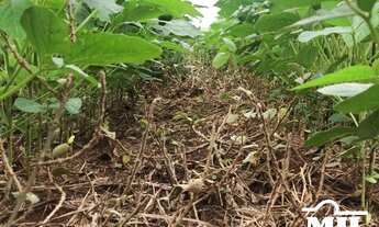 Imagem 4: Fazenda Sudoeste Goiano. (Irrigada e Sequeiro). > 620 Alq. (3.000 Há)