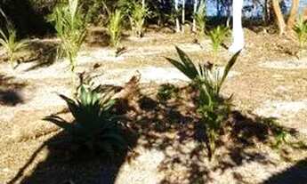 Imagem 3: Chácaras em Guaratuba lado mar, frente do rio Sai-Guaçu