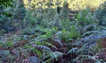Imagem 4: Terreno em Anitápolis - 3hectares