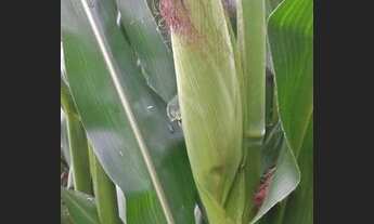 Imagem 2: Chácara na estância Galileia