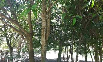 Imagem 6: Fazendinha 17 Hectares em Passa Tempo MG ,com muita Agua Aceito Permuta