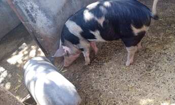 Imagem 6: Sitio Paraiso em Martinho Campos Ótima Casa com Fogão a Lenha