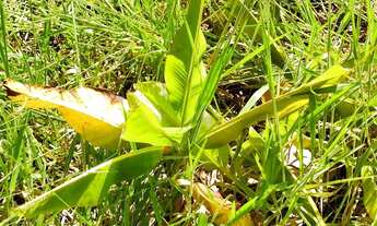 Imagem 5: Espaco e Localizacao///Estrada Juramento ///37.000 Metros!!!!!