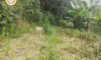 Imagem 3: Lote / terreno CAMPININHA SAO ROQUE SP Brasil