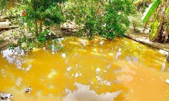 Imagem 5: MT Sítio com café produzindo - Linhares