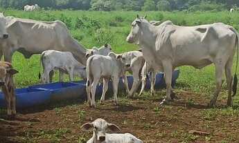Imagem 5: Fazenda de 120 alqueires em flores Goiás