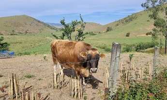 Imagem 6: Fazenda/Sítio/Chácara para venda tem 168000 metros quadrados com 4 quartos