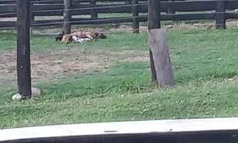 Imagem 4: Fazenda de 94 alqueires/ 455 hectares