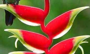 Imagem 2: Serra de Guaramiranga * Recanto dos Colibris * Pacoti / Ce