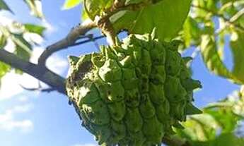 Imagem 4: Sítio em Miracatu