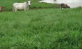 Imagem 7: Chácara /sítio