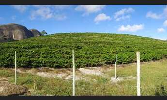 Imagem 5: Terra com Casa e Lavoura de Café