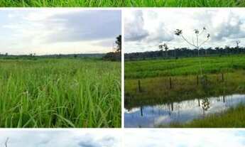 Imagem 3: Fazenda em Apuí Amazonas