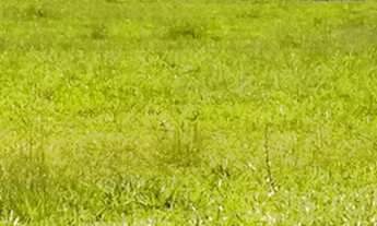 Imagem 5: Vendo linda chácara 2.000metros pronta p construir plaino