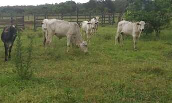 Imagem 3: Vendo excelente chácara de 16,2 hectares em Formosa próximo a BR 020