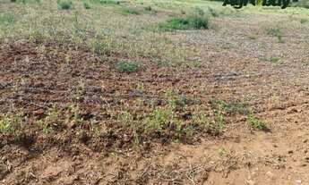 Imagem 3: Fazenda 60 alqueires Professor Jamil