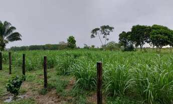 Imagem 4: Fazenda 45 hectares há 22 km de Castanhal R$: 950.000 mil