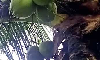 Imagem: Sítio, vendo e troco