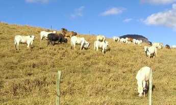 Imagem 7: Terra com Casa e Lavoura de Café
