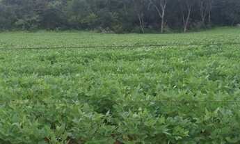 Imagem 7: Vendo excelente chácara de 16,2 hectares em Formosa próximo a BR 020